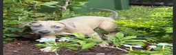American Pit Bull Terrier dogs for sale:  Luna - Ad 1