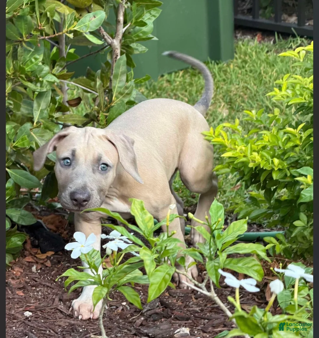 American Pit Bull Terrier dogs for sale:  Luna - Ad 1
