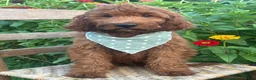 Irish Doodle dogs for sale: Franklin - Ad 7