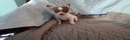 Chihuahua dogs for sale: Chihuahua 3 - Ad 3