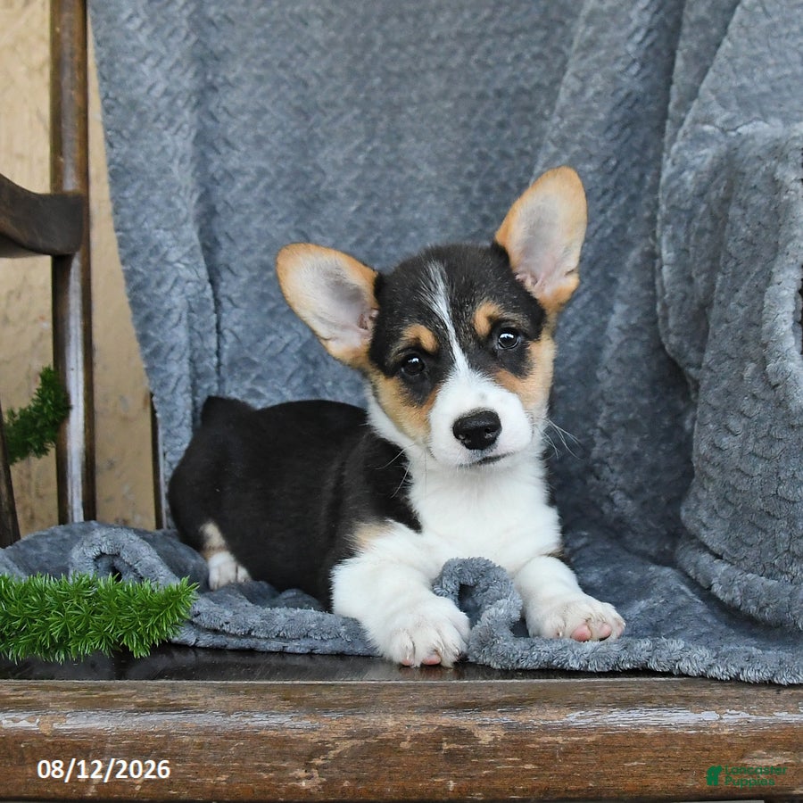Welsh Corgi Pembroke dogs Fluffy - Ad 1