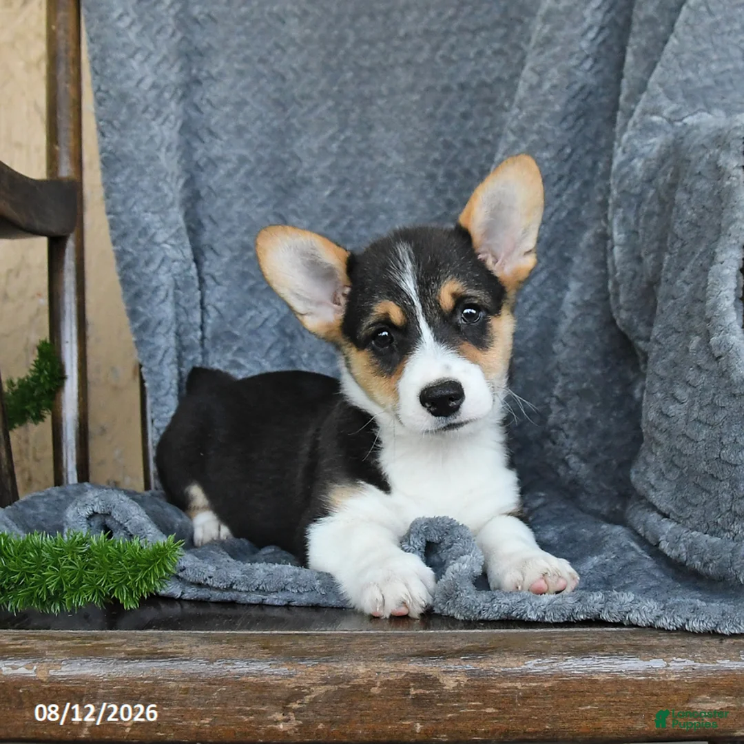 Welsh Corgi Pembroke dogs for sale: Fluffy - Ad 1