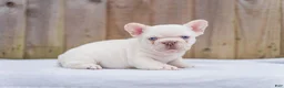 French Bulldog dogs for sale: Mani - Ad 2