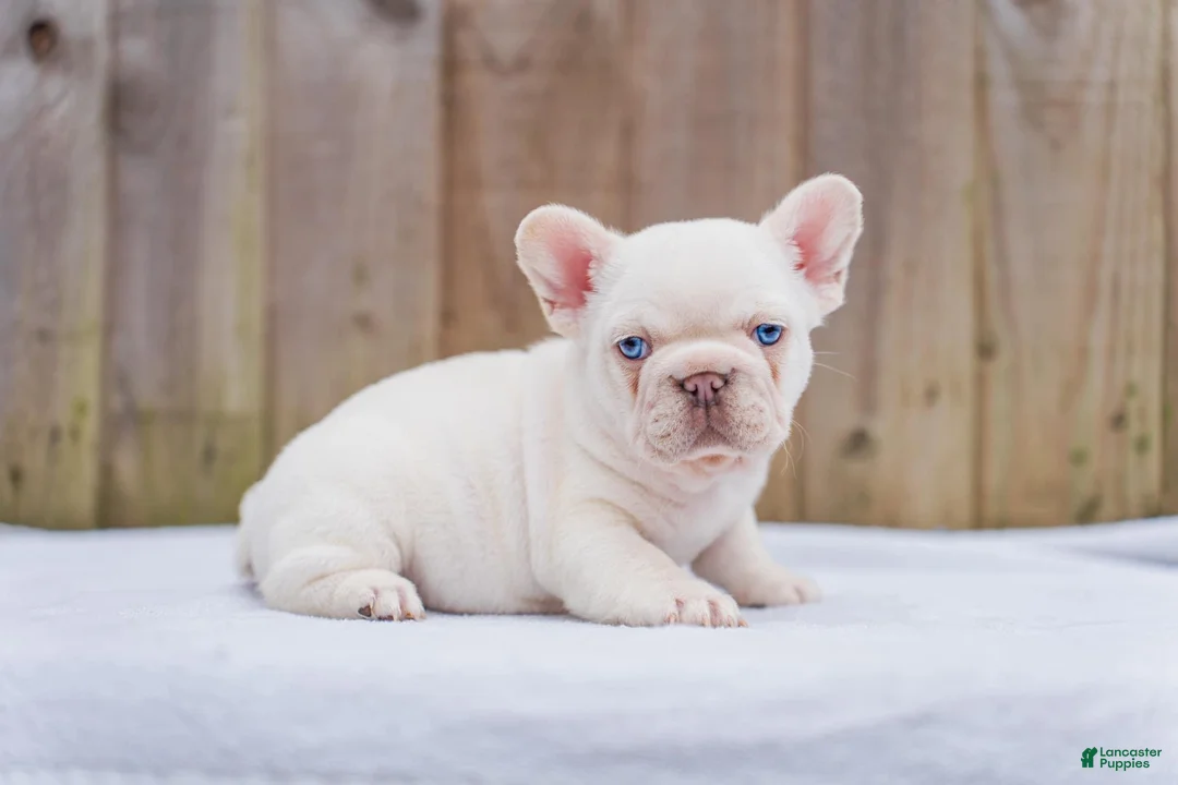French Bulldog dogs for sale: Mani - Ad 2