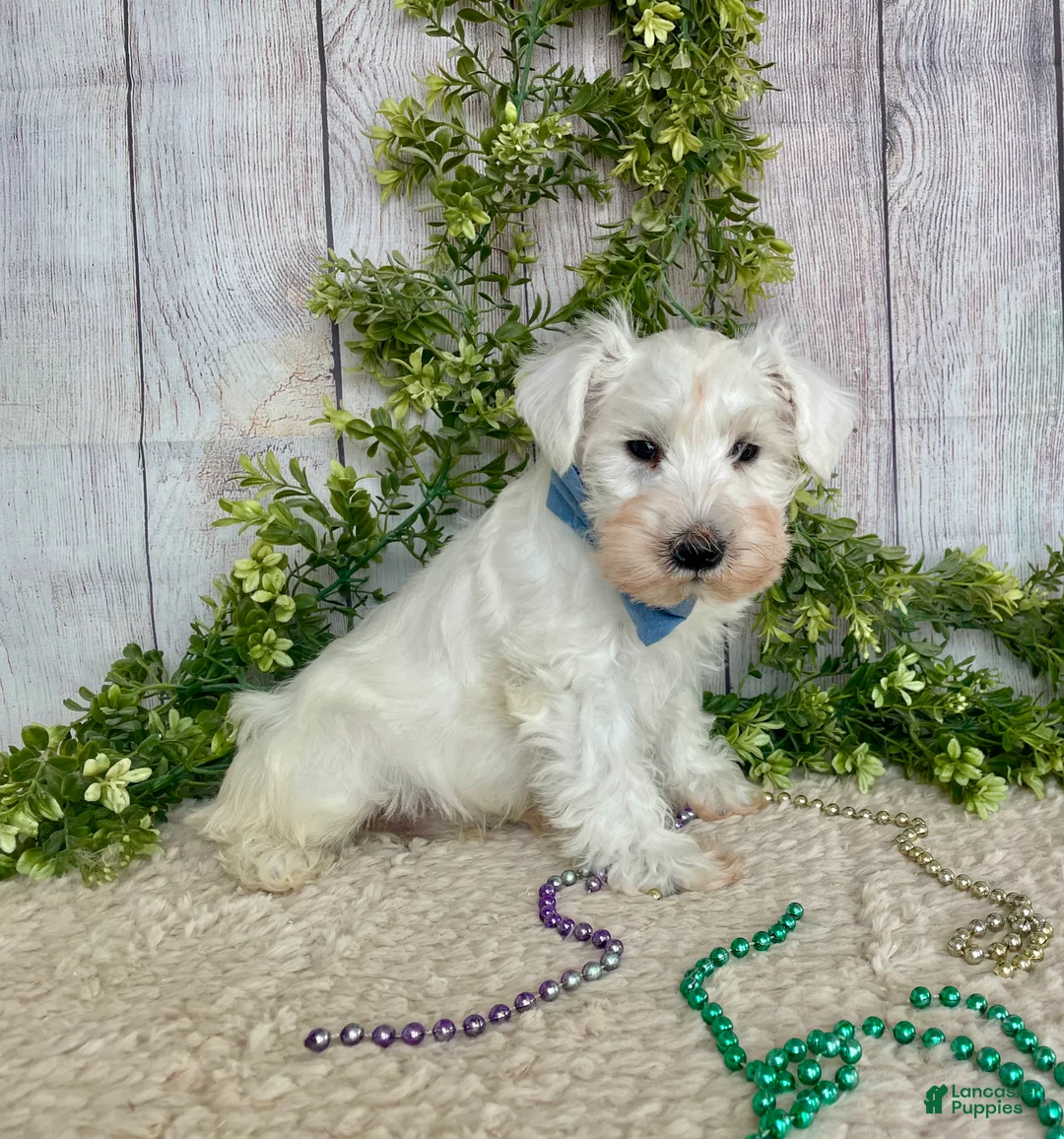 Miniature Schnauzer dogs for sale: Miniature Schnauzer Puppy 1 - Ad 3