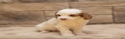 Cavapoo dogs for sale: Ginger  - Ad 4