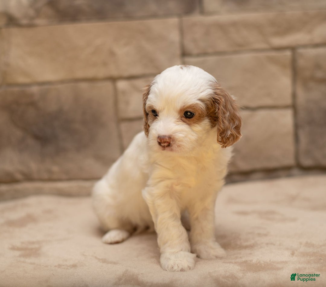 Cavapoo dogs for sale: Ginger  - Ad 4