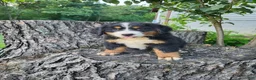 Bernese Mountain Dog dogs for sale: Max - Ad 3