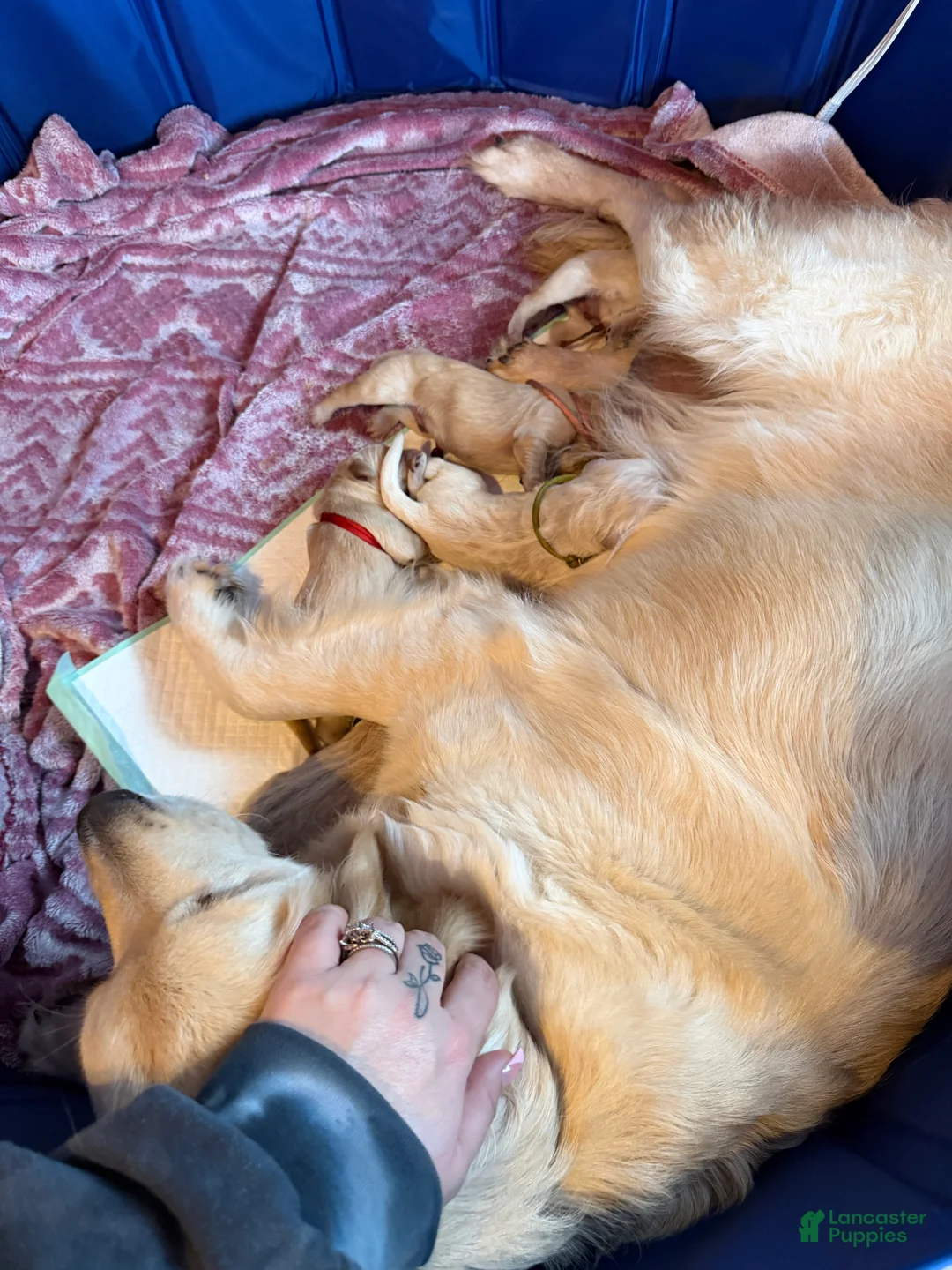 Golden Retriever dogs for sale: Golden Retriever Puppy 2 Pink - Ad 17