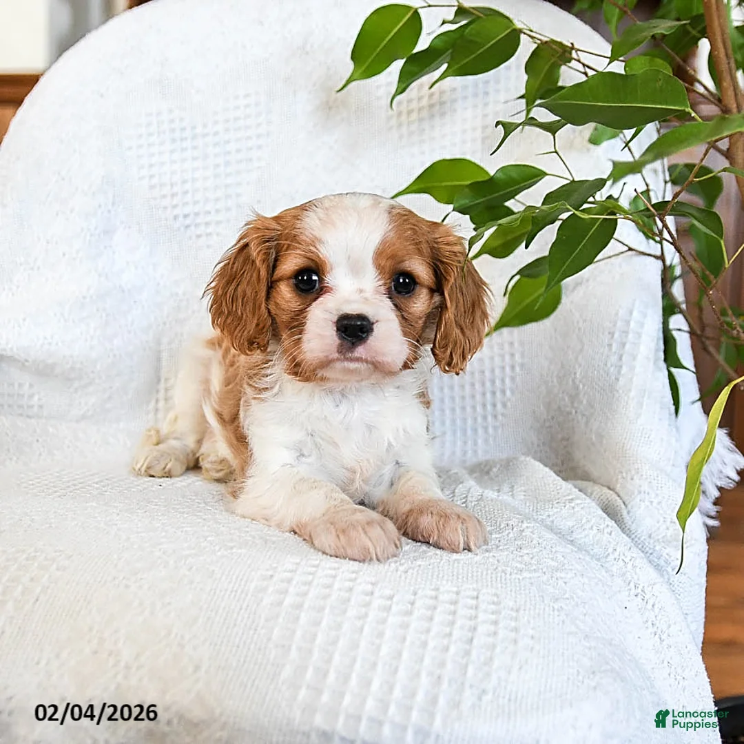 Mixed Breed dogs for sale: Mocha - Ad 2