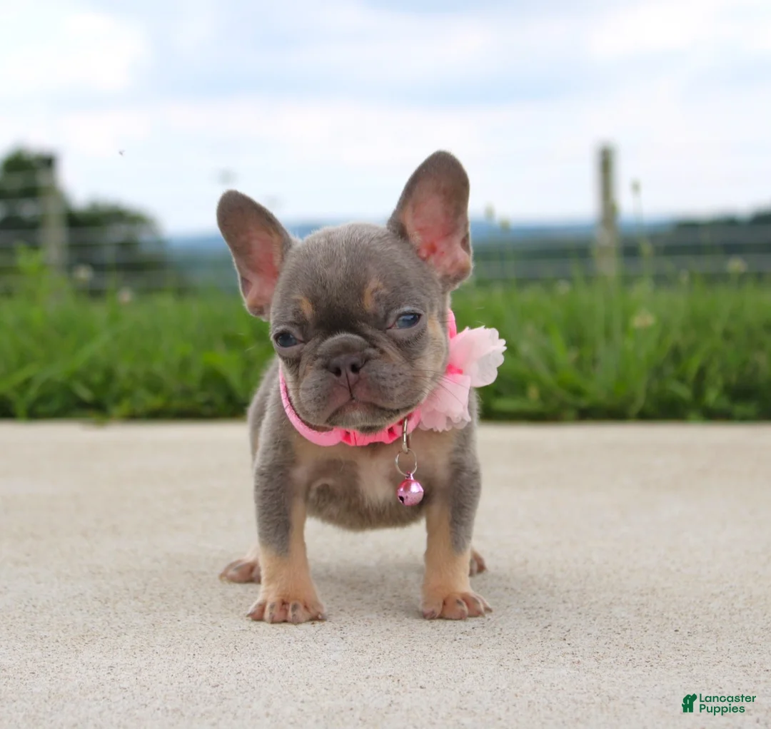 French Bulldog dogs for sale: Porcha - Ad 2