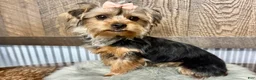 Yorkshire Terrier dogs for sale: Hallie - Ad 3