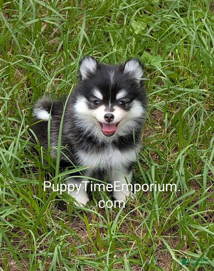 Pomsky Puppies for sale in Ocala, Florida Lancaster Puppies