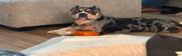 American Bully dogs for sale: Bruno - Ad 10