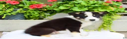 Mixed Breed dogs for sale: Lewy  - Ad 6