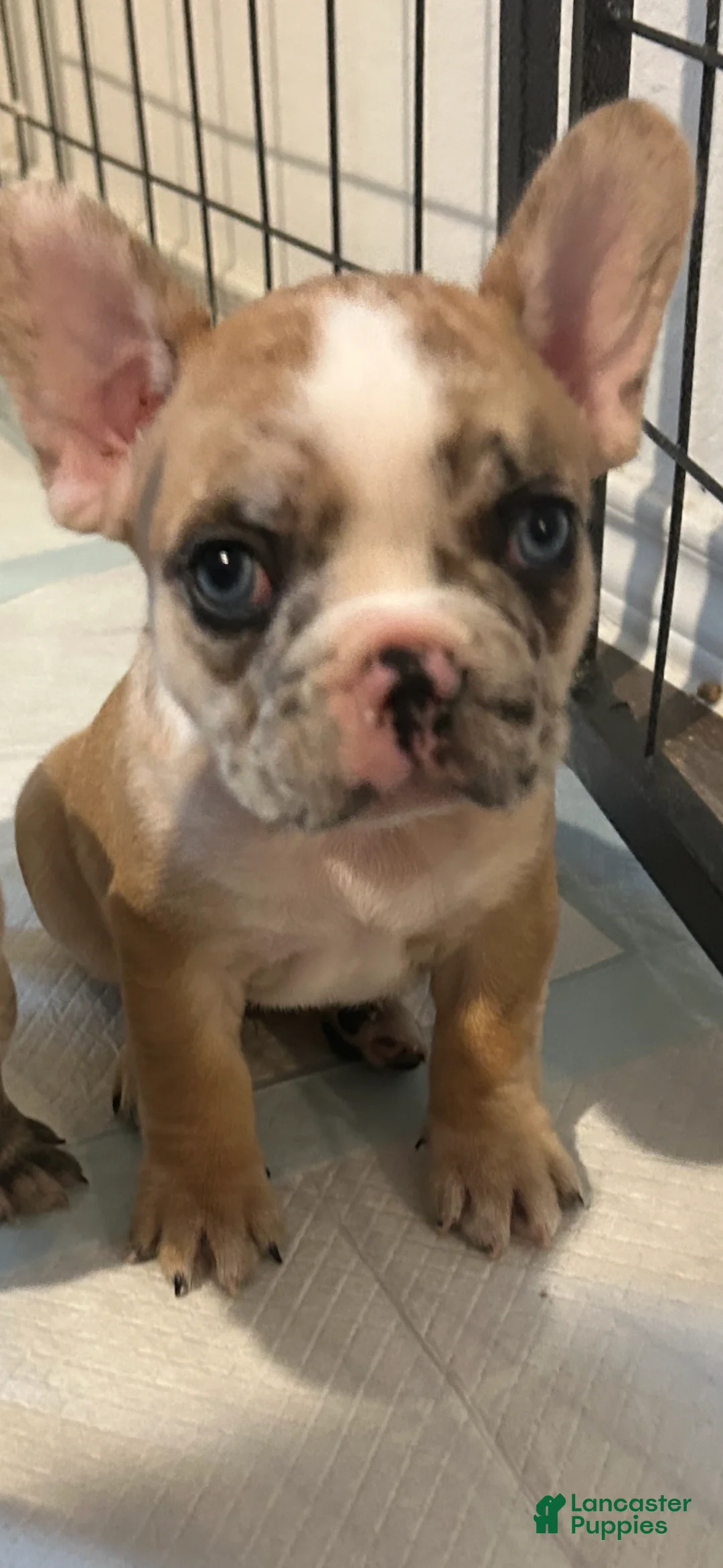 French Bulldog dogs for sale: French Bulldog Puppy 1 - Ad 1