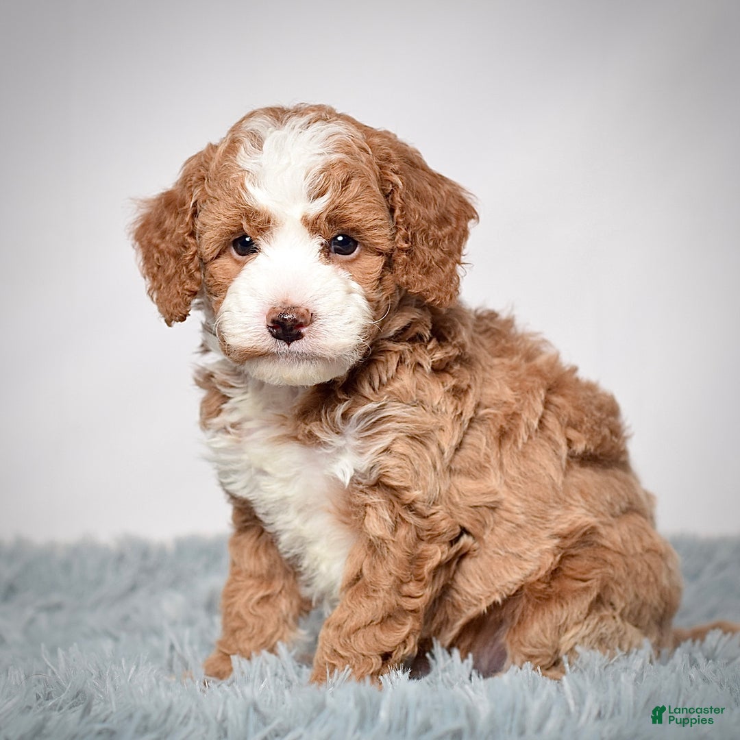 Mini Goldendoodle dogs for sale: Mr. Parker - Ad 6
