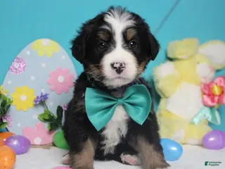 Bernese Mountain Dog dogs Cooper - Ad 33