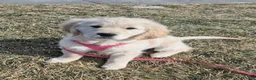 Golden Retriever dogs for sale: Golden Retriever Puppy 1 - Ad 28