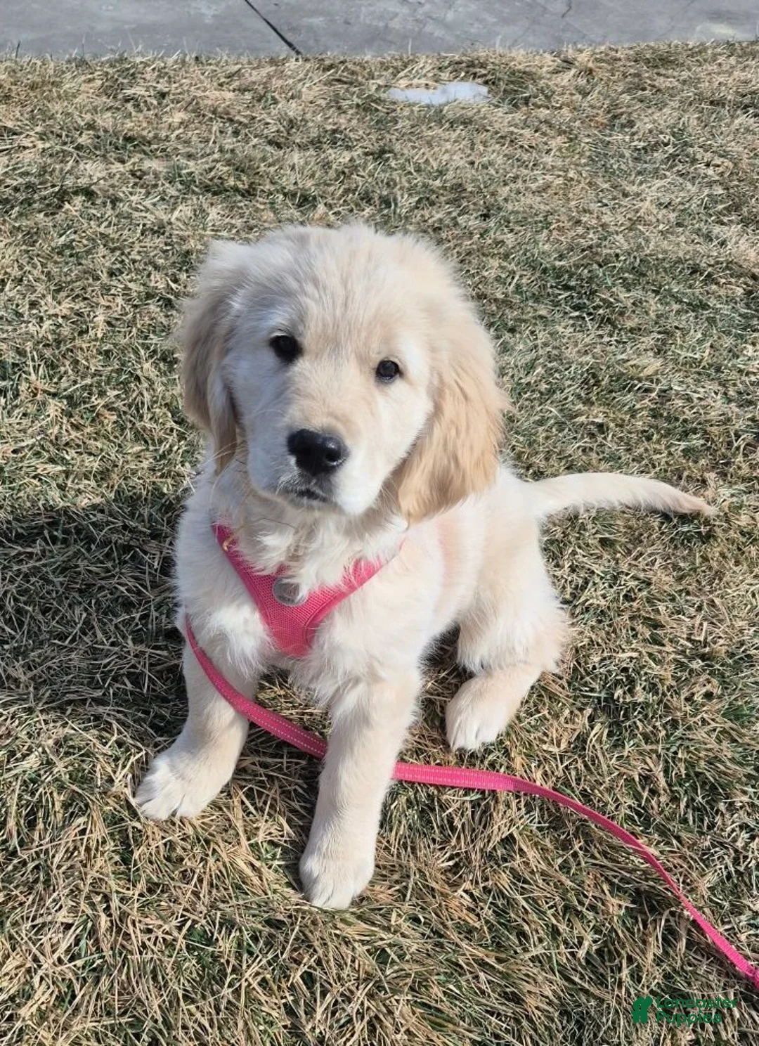 Golden Retriever dogs for sale: Golden Retriever Puppy 1 - Ad 28