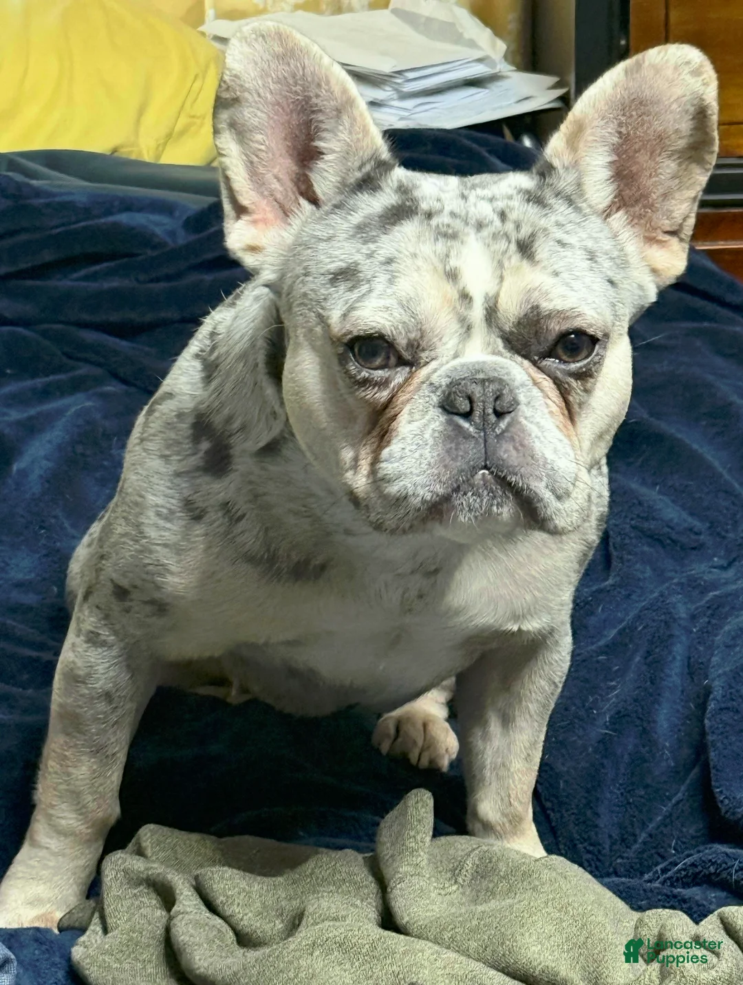 French Bulldog dogs for sale: French Bulldog adult female in heat - Ad 6