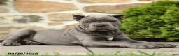 Cane Corso dogs for sale: Pipper - Ad 4