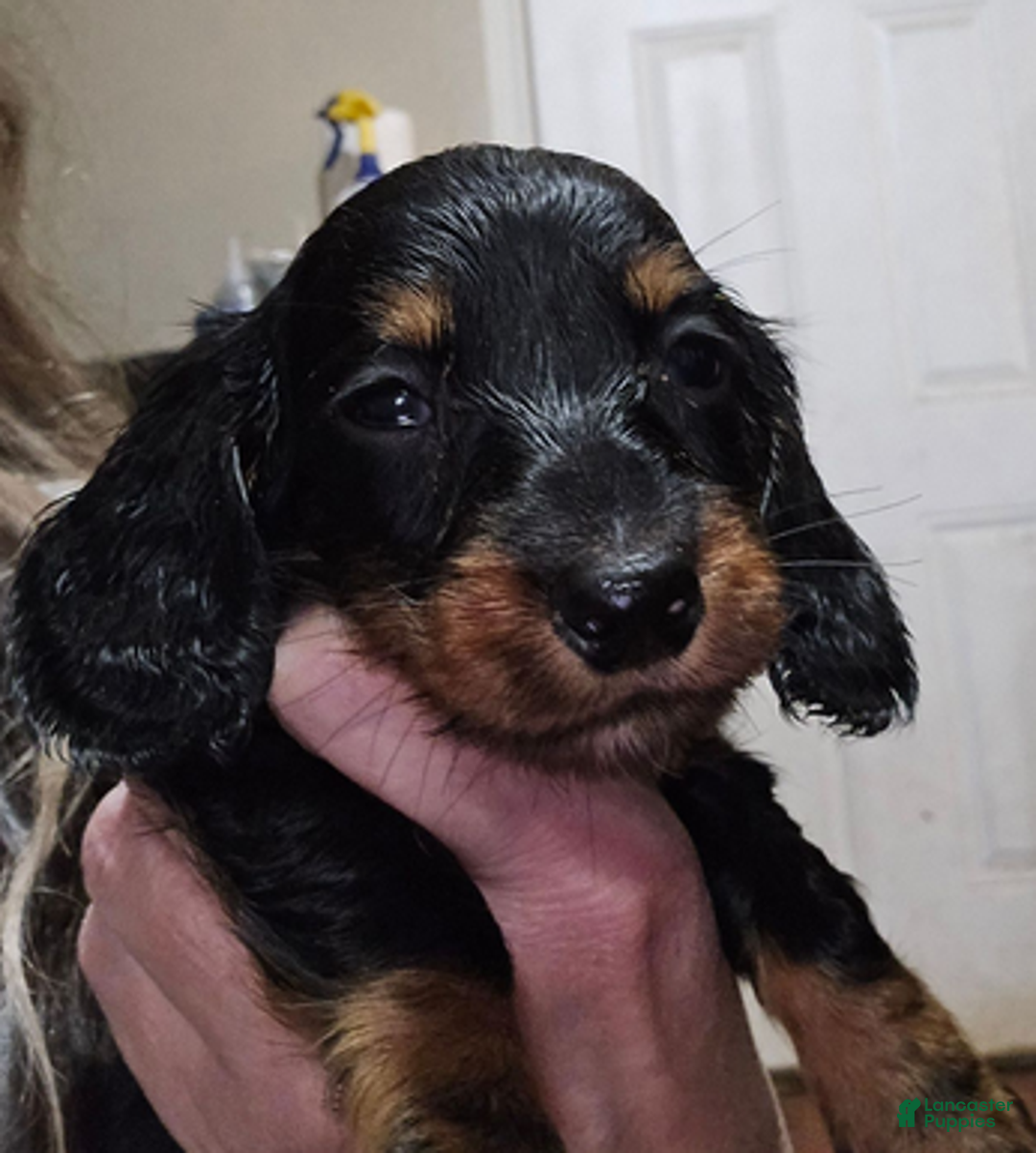 Dachshund dogs for sale: Smaller boy - Ad 6