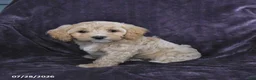 Cockapoo dogs for sale: Ruby - Ad 3
