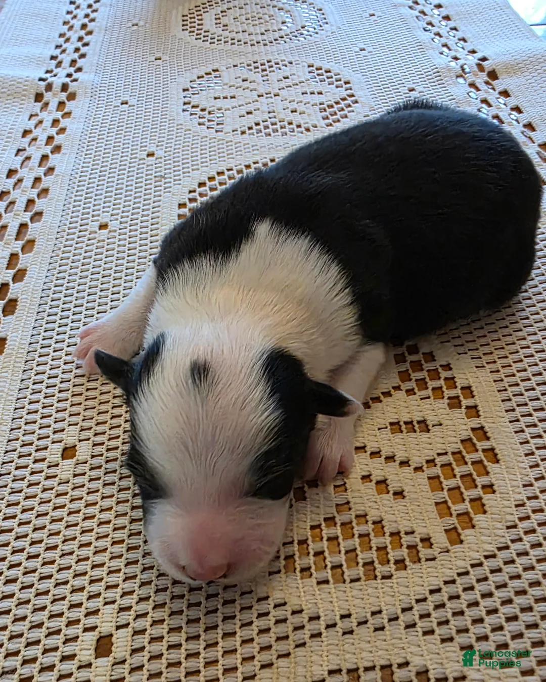 Border Collie dogs for sale: Border Collie Puppy 2 - Ad 3