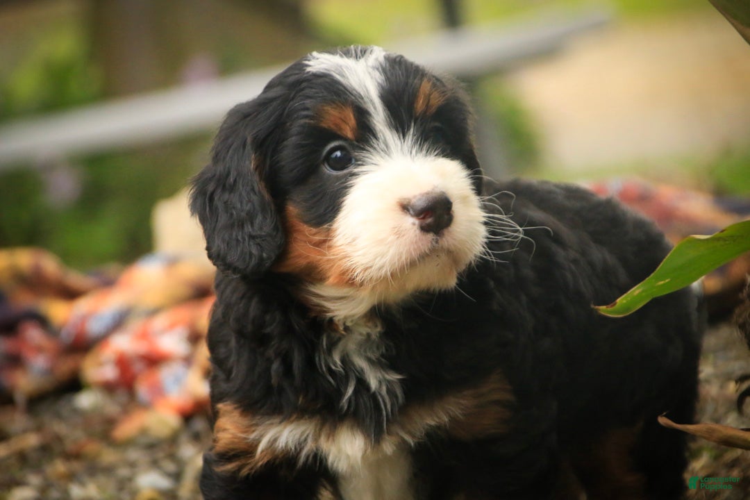 Bernedoodle dogs Sumit Miniature Bernedoodle  - Ad 2