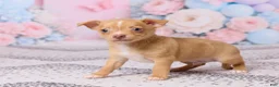 Chihuahua dogs for sale: Charlie - Ad 4