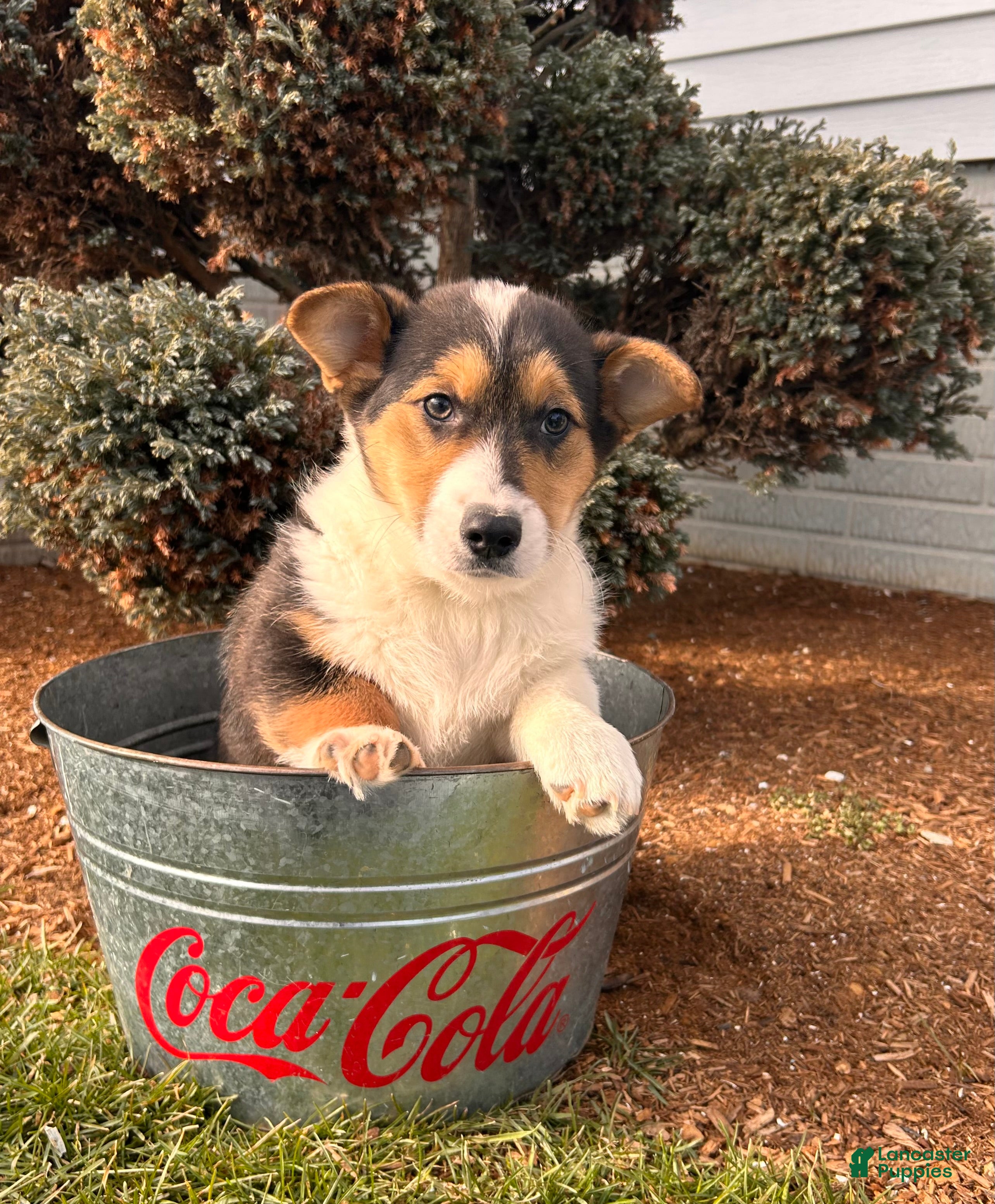 Welsh Corgi Pembroke dogs Cleo - Ad 1