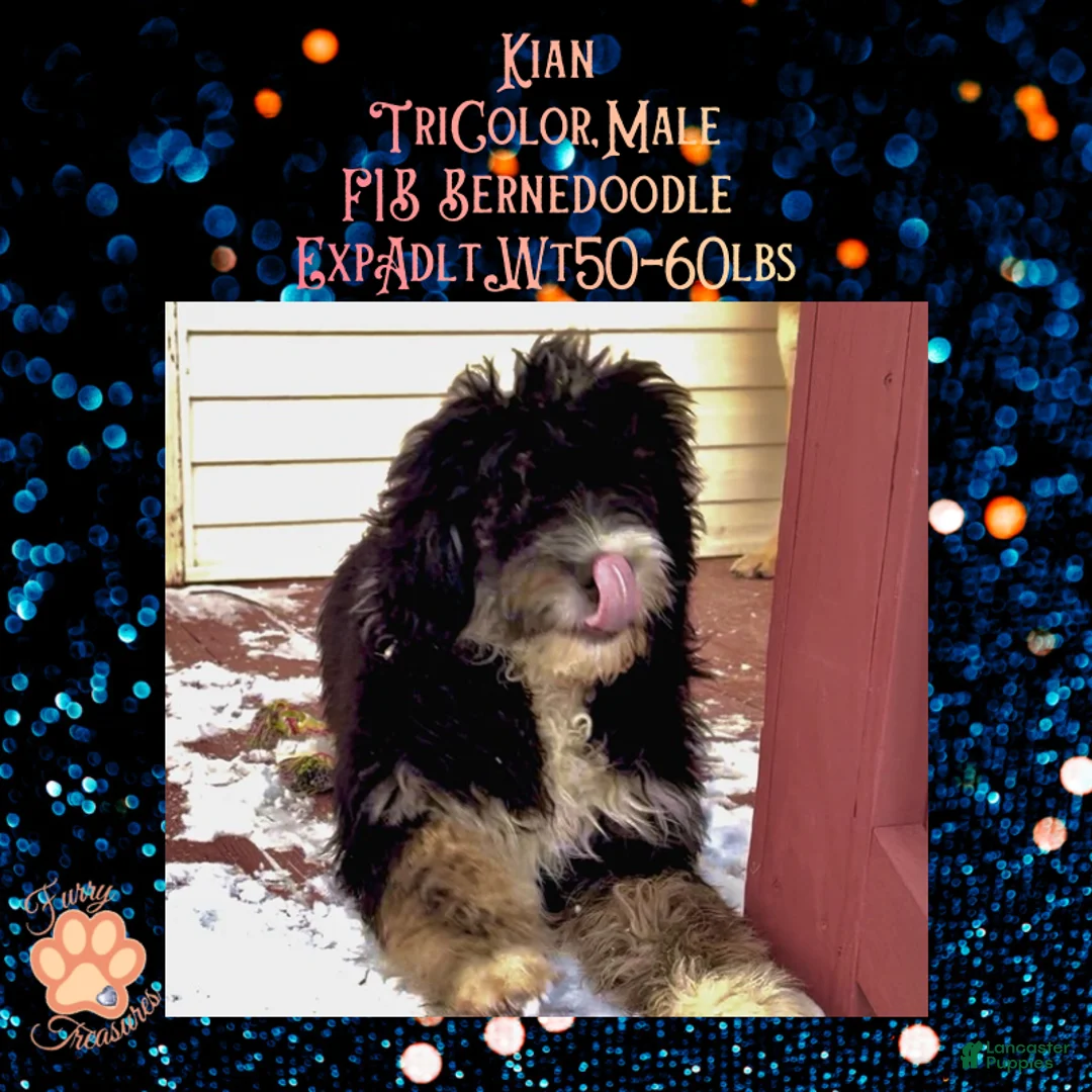 Mini Bernedoodle dogs for sale: Kian “Blue Collar” Male - Ad 5