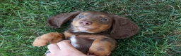 Miniature Dachshund dogs for sale: MARLEY - Ad 12