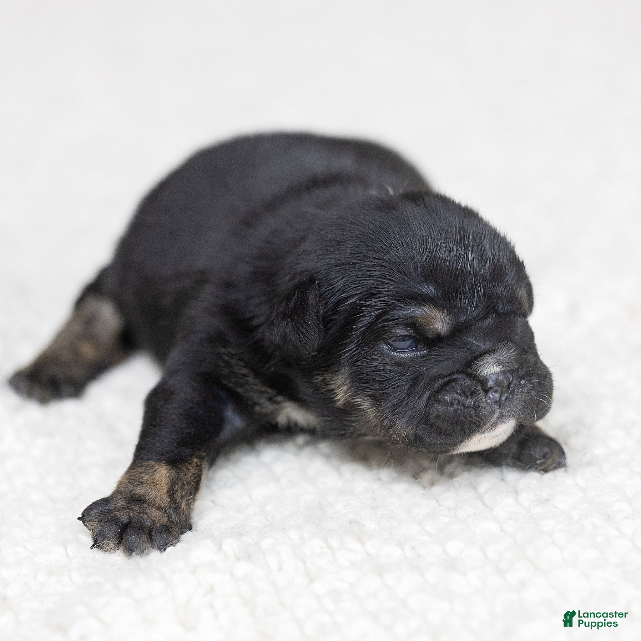 English Bulldog dogs Sabrina Jane English Bulldog  - Ad 1