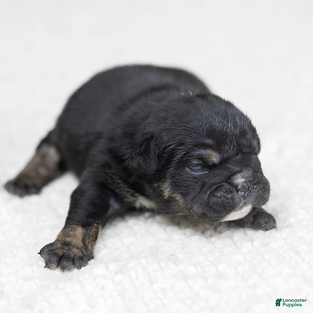 English Bulldog dogs for sale: Sabrina Jane English Bulldog  - Ad 1