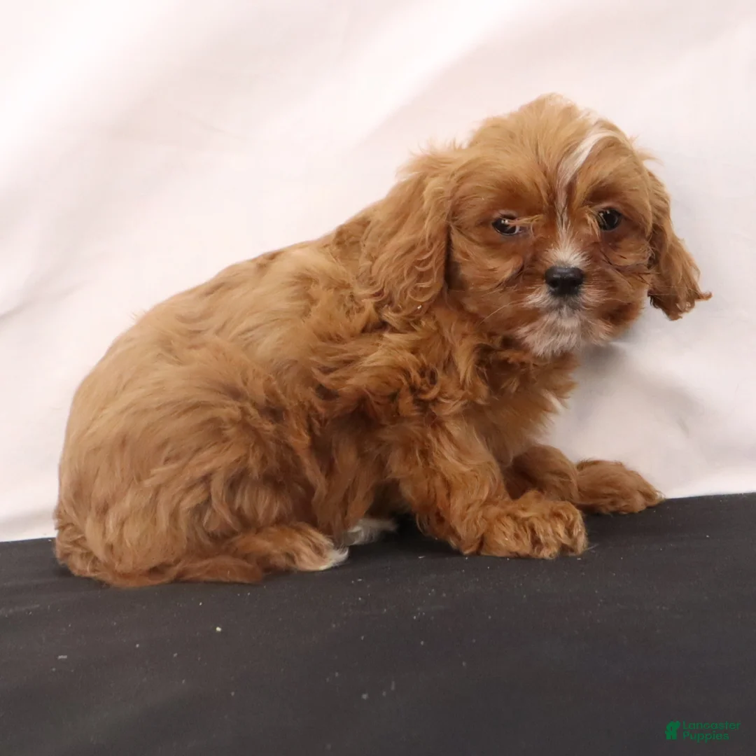 Cavapoo dogs for sale: Wendy - Ad 7