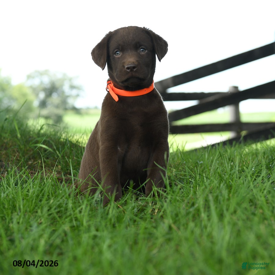 Labrador Retriever dogs Nova - Ad 1