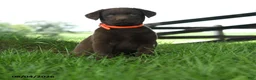 Labrador Retriever dogs for sale: Nova - Ad 1
