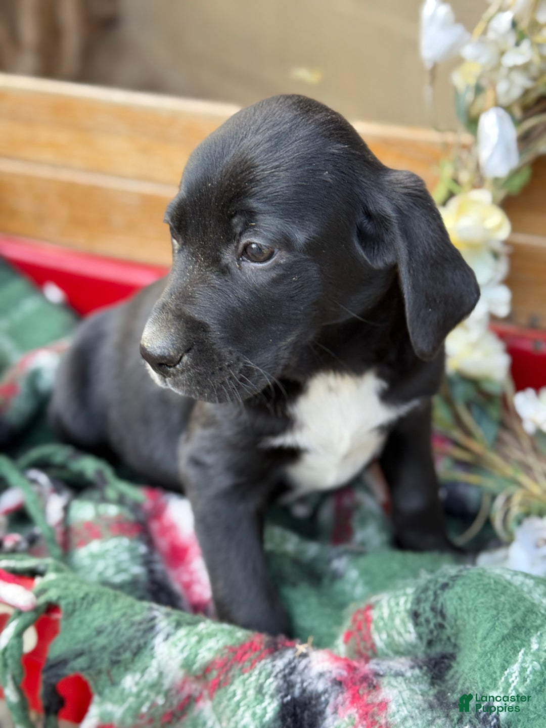 Mixed Breed dogs for sale: Ruffles - Ad 9