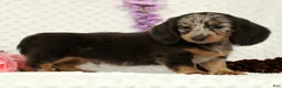 Miniature Dachshund dogs for sale: Weston - Ad 7