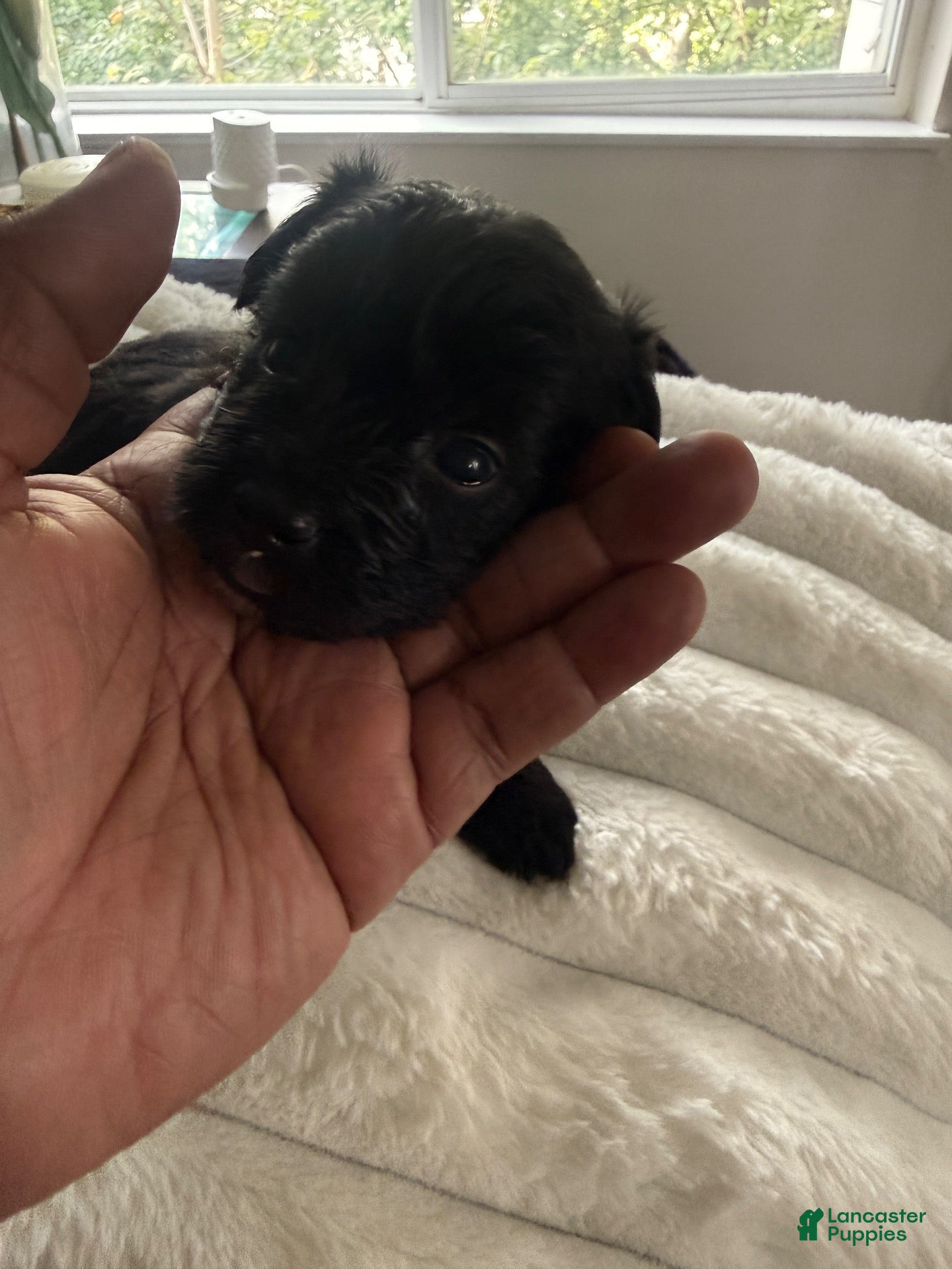 Yorkiepoo dogs Yorkiepoo 3 - Ad 11