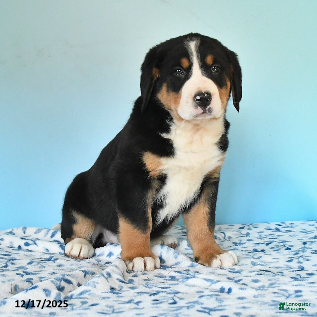 Mixed Breed dogs for sale: Breezy - Ad 2