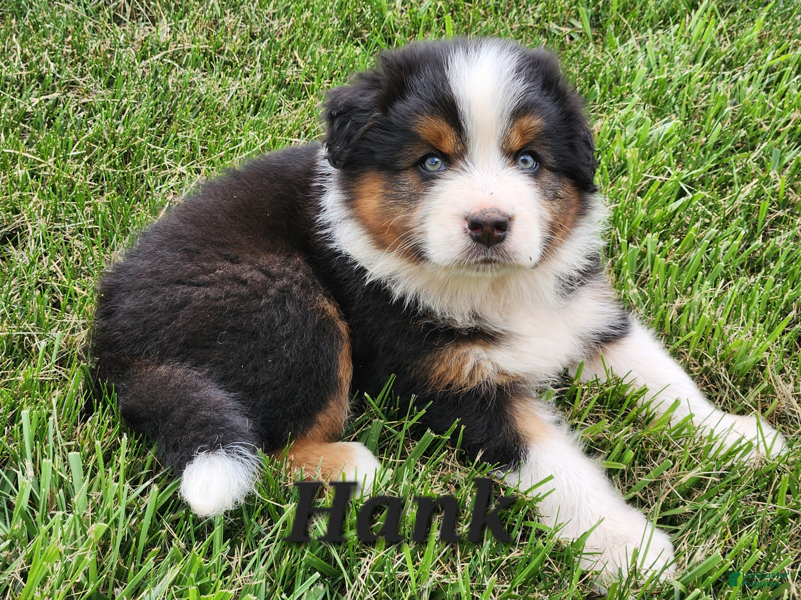 Australian Shepherd dogs Hank - Ad 1