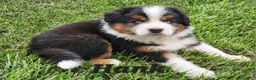 Australian Shepherd dogs for sale: Hank - Ad 1