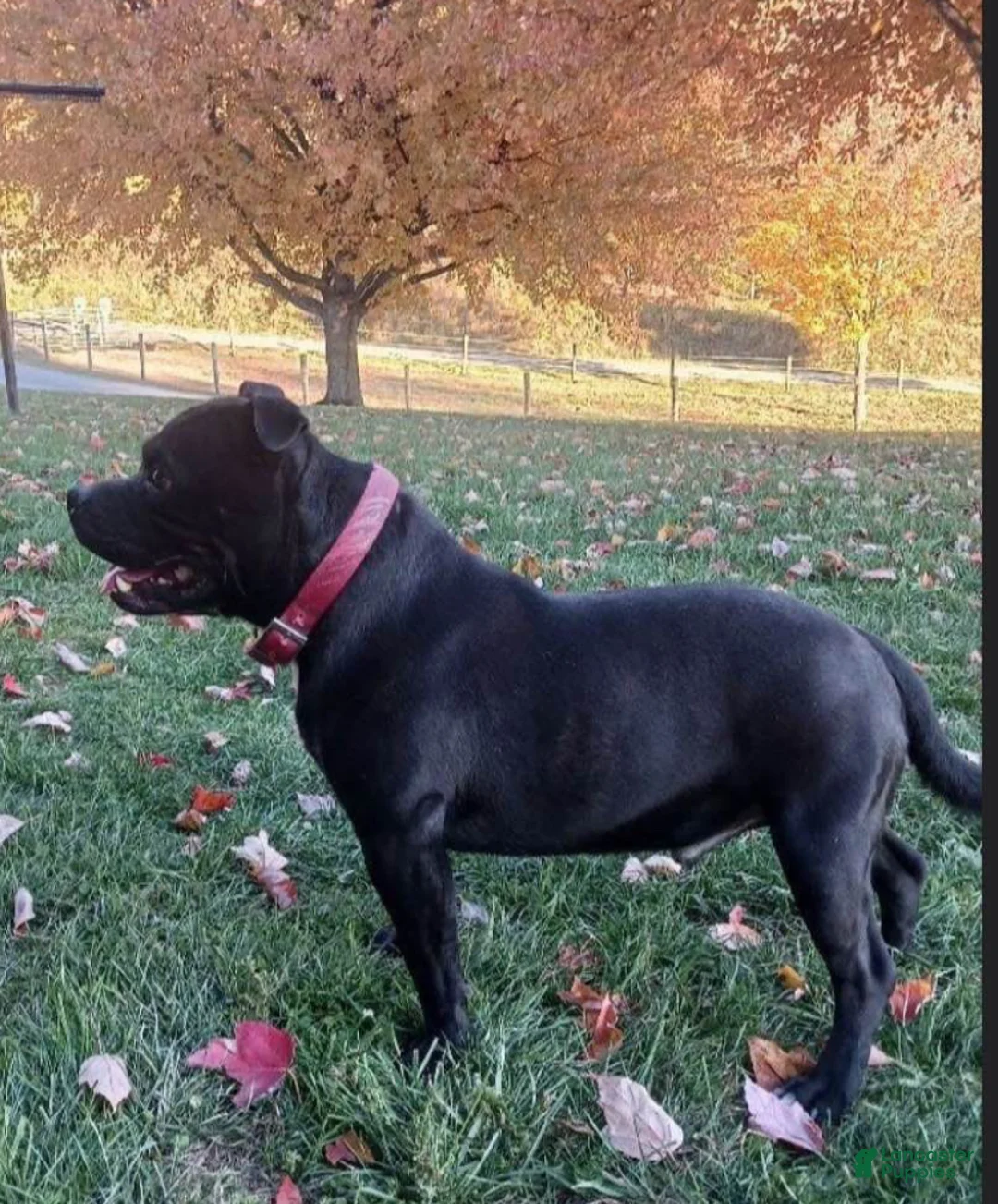 Staffordshire Bull Terrier dogs for sale: Staffordshire Bull Terrier Puppy 6 - Ad 9