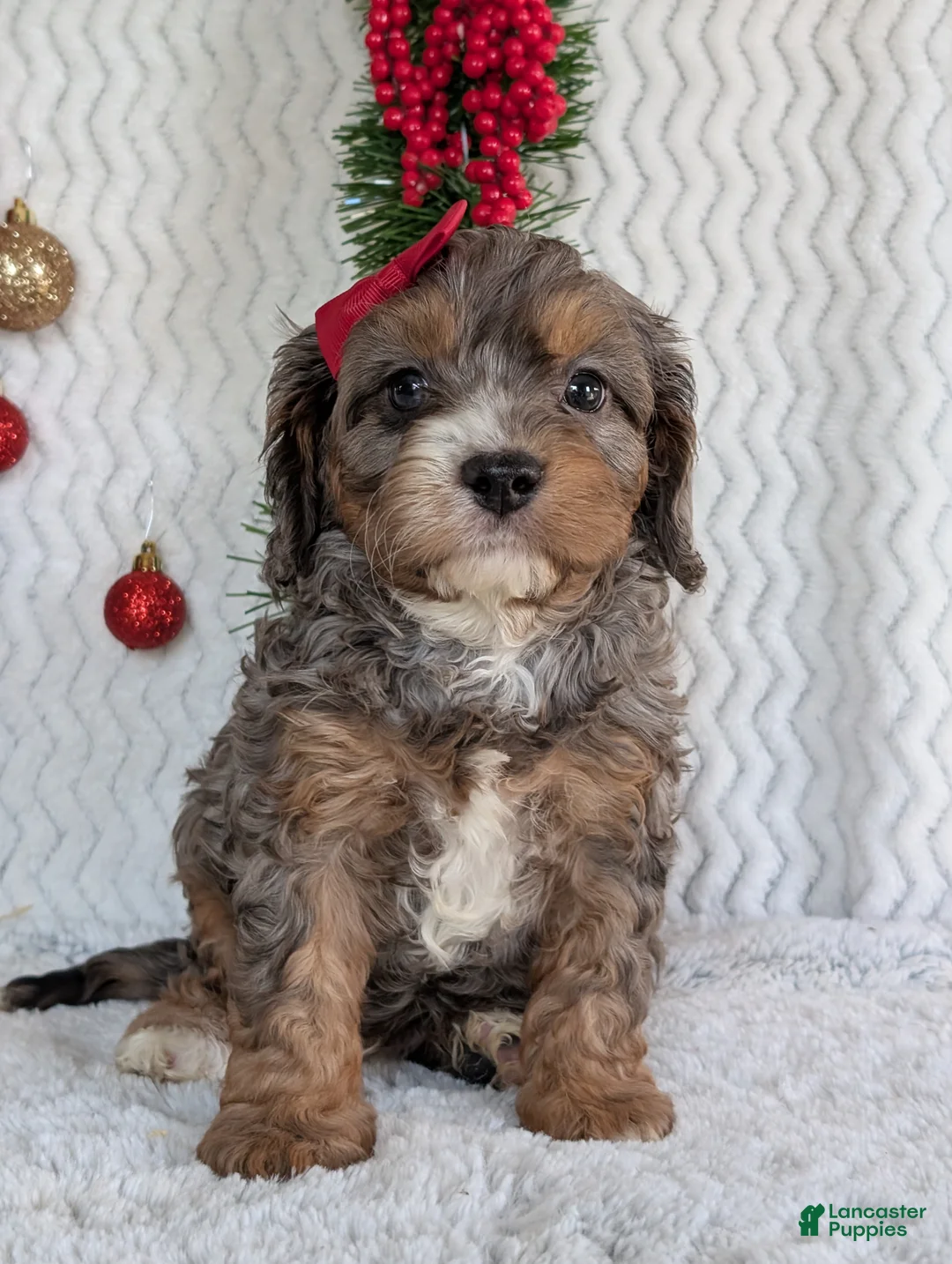 Cavapoo dogs for sale: Asher - Ad 9