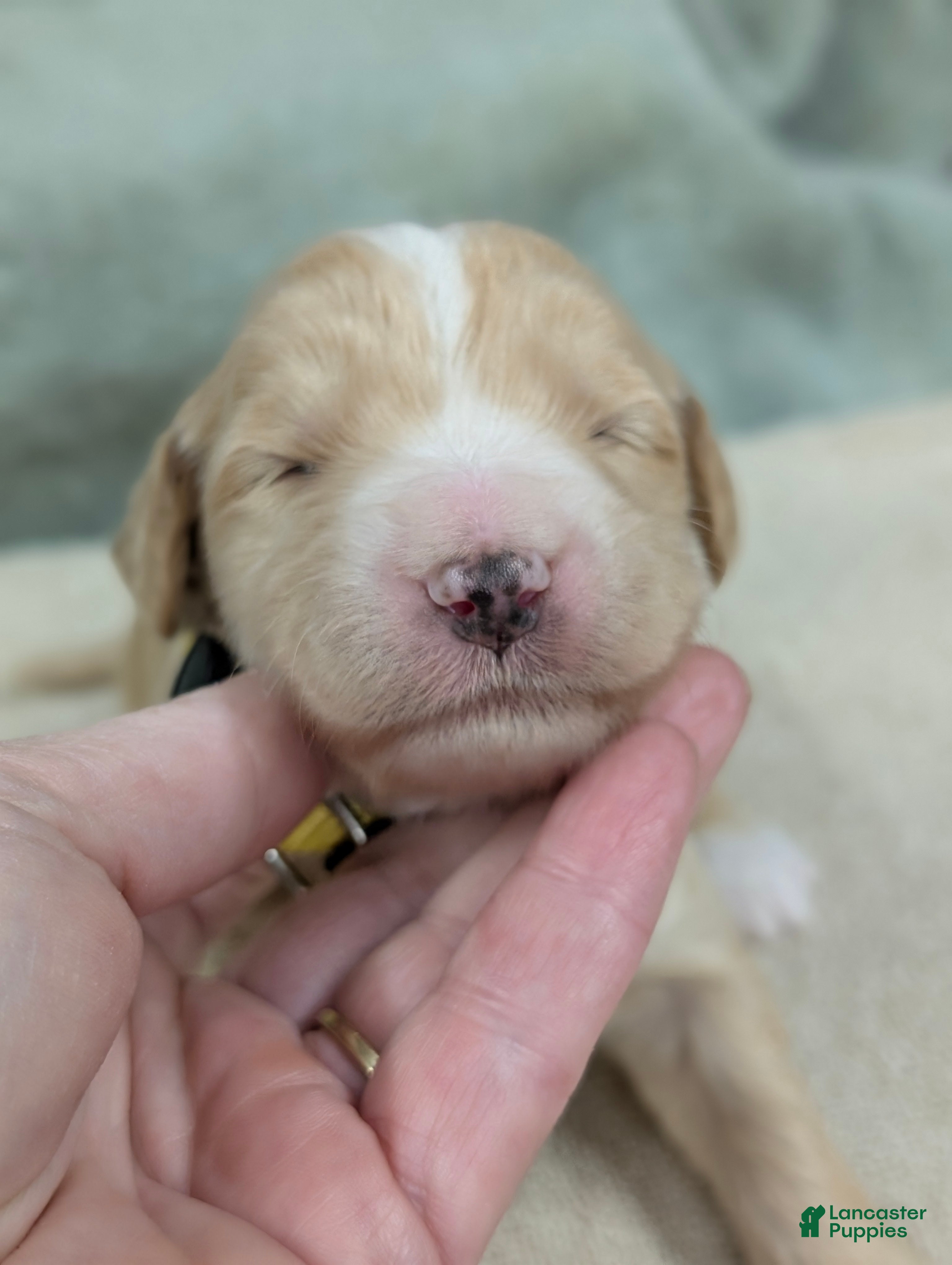 Sheepadoodle dogs Yellow - Ad 16