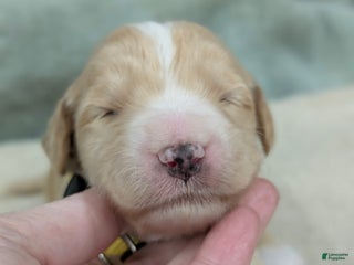 Sheepadoodle dogs Yellow - Ad 5