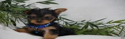 Yorkshire Terrier dogs for sale: Edge - Ad 6